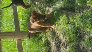 Doggen mischling