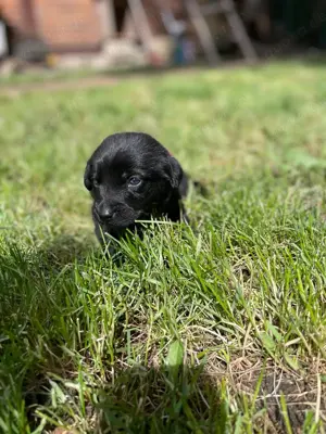 Weimaraner Labrador Mix Schwarze Silberlabbies