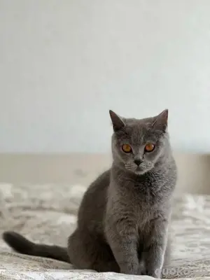 Britisch Kurzhaar Katze