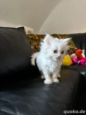    Süße Babykatzen suchen liebevolles Zuhause!      
