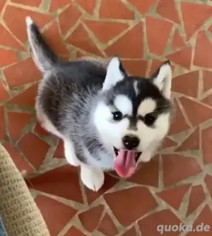 Husky-Welpen