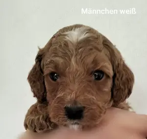 Pudelwelpen (kleinpudel in Apricot) suchen ab Mitte Juli ein Zuhause!