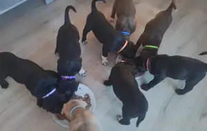 boerboel mix