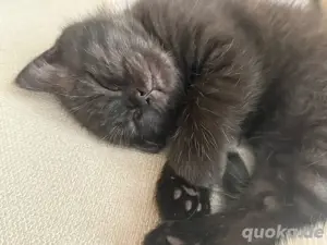 Perser BKH Mix Kitten