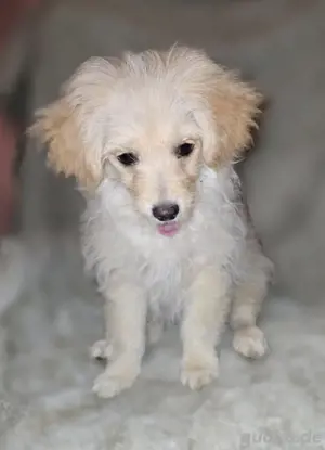 Pomeranian Zwergspitz welpe Mädchen. 