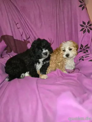 Süße Shih tzu Toypudel Welpe 