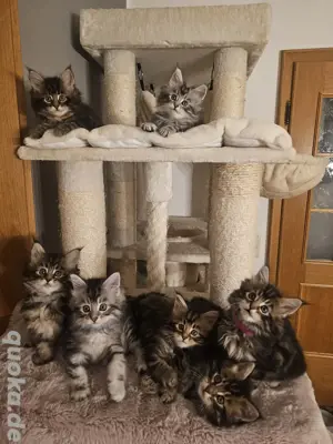 Maine Coon Kitten