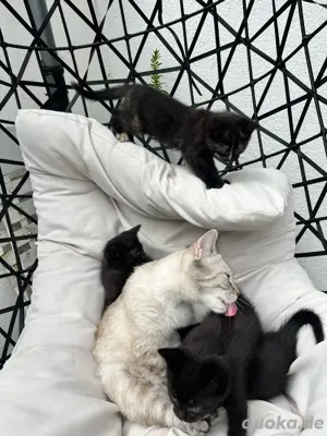 BKH mix kitten 