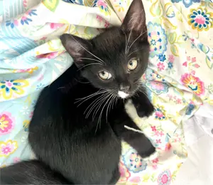 Kleine Schmusekatze 