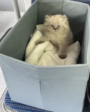 Bhk Baby katze