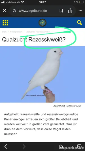 Rezessivweiß Kanarienvögel paar 