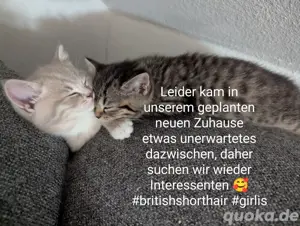Britisch Kurzhaar Mädels 