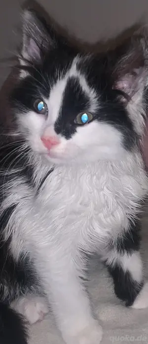 Katzenbaby 
