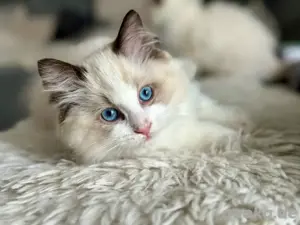 Wunderschöners Ragdoll Katerchen mit Stammbaum - aus liebevoller Familienaufzucht - 1300  EUR