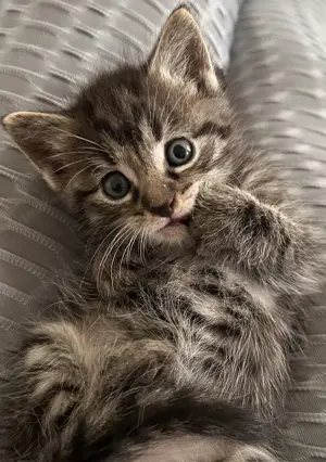 Süßer Ragdoll-Mix-Kater
