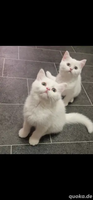 Britische Katzen