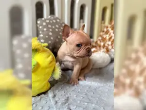 Traumhafteee Französische Bulldogge Welpen!! Bild 4