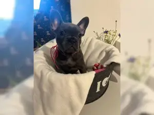 Traumhafteee Französische Bulldogge Welpen!! Bild 3
