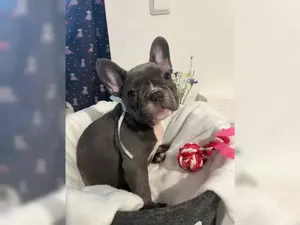 Traumhafteee Französische Bulldogge Welpen!! Bild 2