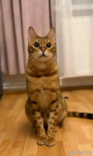 Bengal Kater 4 jahre alt Kastriert sucht ein zuhause 