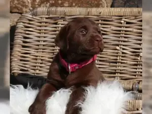 Reinrassigen Labrador Welpen suchen ab sofort ein liebevolles Hause!!