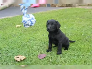 Süße Labrador Retriever Welpen!!