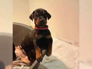 Traumhafte Dobermann welpen  !!