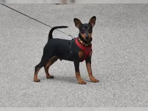 Traumhafteee Dobermann Welpen!!