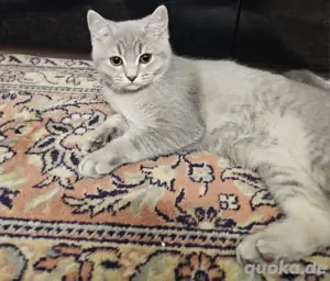 bkh katze 