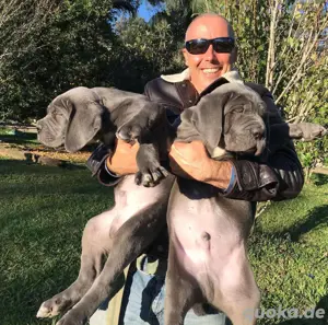 Cane corso