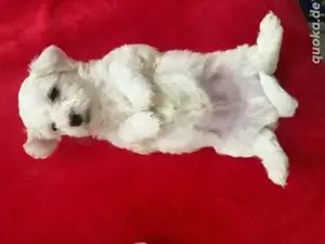 hunde bichon frise