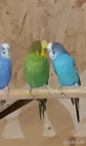 Wellensittiche  Bild 2