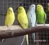 Wellensittiche 
