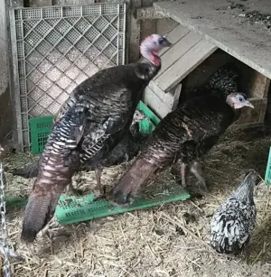 Amerikanische  Wildputen 