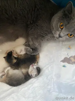 BKH Deckkater Pascha(Nicht zu verkaufen) Bild 7