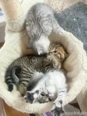 BKH Deckkater Pascha(Nicht zu verkaufen) Bild 8