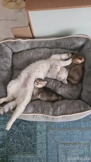 BKH Deckkater Pascha(Nicht zu verkaufen) Bild 10