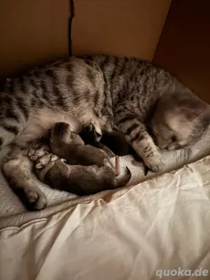 BKH Deckkater Pascha(Nicht zu verkaufen) Bild 9