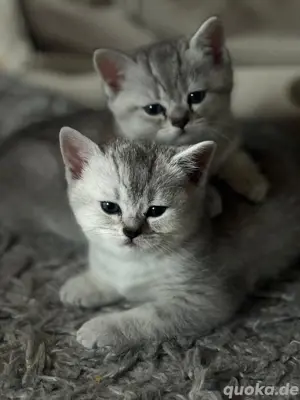 BKH Deckkater Timoscha (Nicht ZU VERKAUFEN) Bild 7