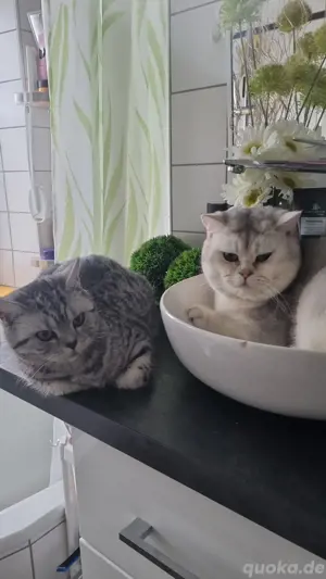 BKH Deckkater Timoscha (Nicht ZU VERKAUFEN) Bild 10