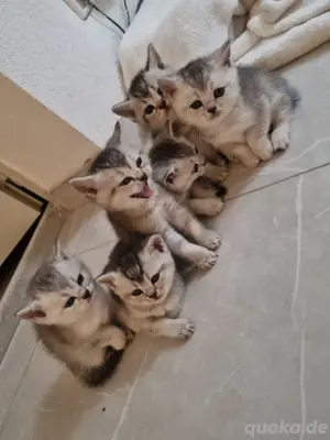 BKH Deckkater Timoscha (Nicht ZU VERKAUFEN) Bild 9