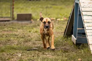 *BERTA* - eine liebe, aktive, leinenführige und neugierige Hündin sucht unternehmungslustige Familie