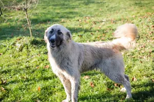 *AYLA* Sie ist eine ruhige und zaghafte Herdenschutzhündin Mix und sucht Kenner ihrer Rasse 