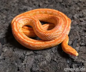 Amel Tessera het Palmetto 