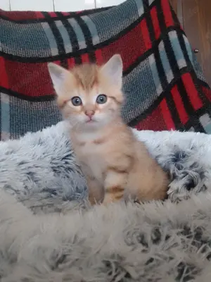 Wunderschöne Babykatze 