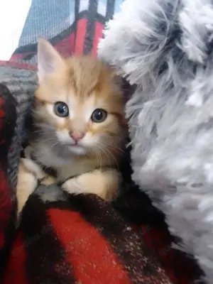 Wunderschöne Babykatze 