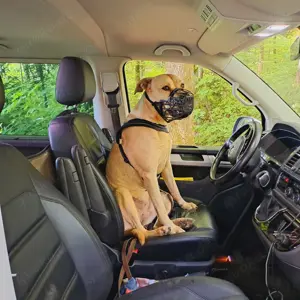 Mobiler Hundesitter Grossraum Traunstein  Bild 4