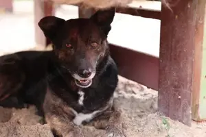 Bescheidene Veleda sucht Zuhause