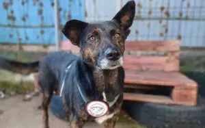 Bescheidene Veleda sucht Zuhause