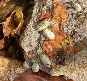 Armadillidium Vulgare Magic Potion 12+ Ansatz Assel Cubaris Isopode Rollassel